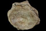 Xiphactinus (Cretaceous Fish) Vertebra - Kansas #102666-1
